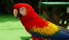 我喜欢的小鹦鹉