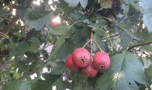 校园里的山楂树