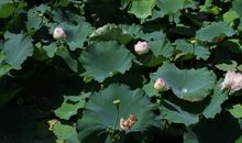 美丽的刺桐公园