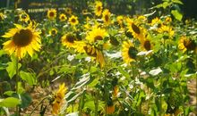 春天，在身后绽放