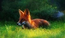 没有尾巴的狐狸