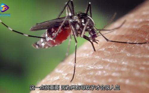 最后一只蚊子