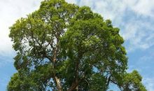 你终将长成一棵树