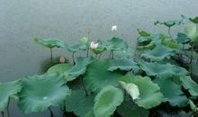 观西湖荷花游记