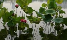 秋游莫愁湖公园