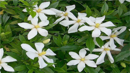 院子里的茉莉花