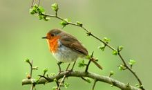 我是一只没有家的小鸟