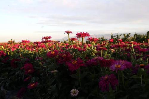 狗，眼泪，花海