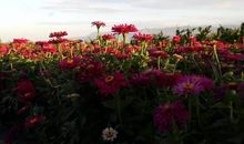 那狗那泪水那花海