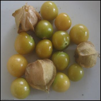 美丽的珍珠菠萝