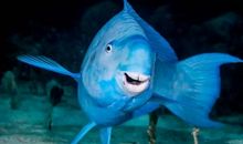 我成了一条“鱼”