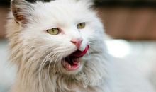 我们班的三个小“馋猫”