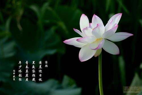青莲