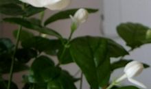 淡雅书香，沁人心脾