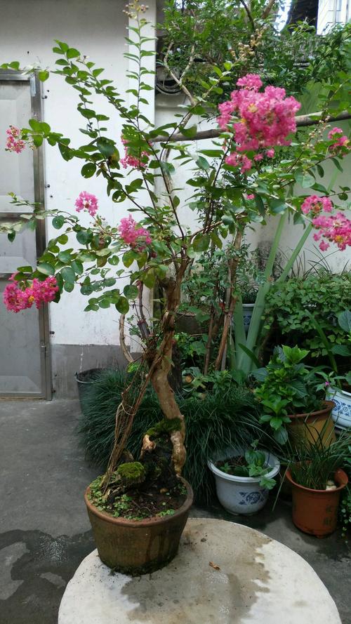 晚花盛开