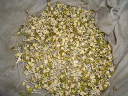 观察绿豆芽