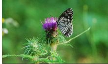由破茧成蝶而得到的启示