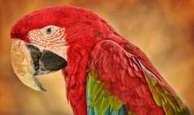 我喜欢的动物鹦鹉