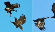 由幼鹰飞翔得到的启示