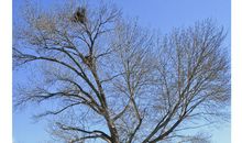 关于春雪的作文