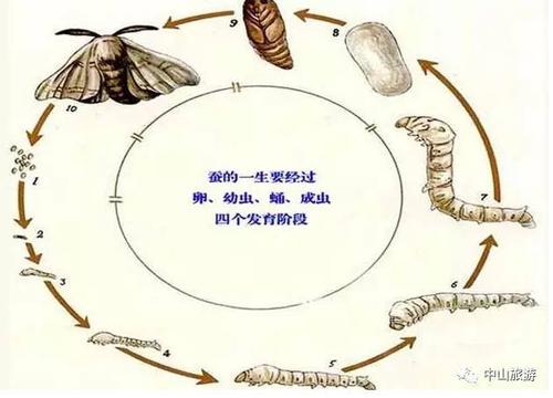 蚕的生长过程