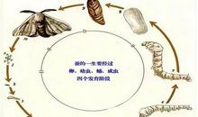 蚕的生长过程