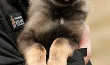 给动物一天自由