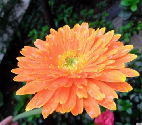 顽强的菊花