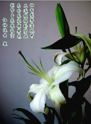 莉莉在心脏领域