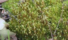 关于苔花的作文