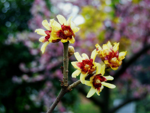 黄梅花