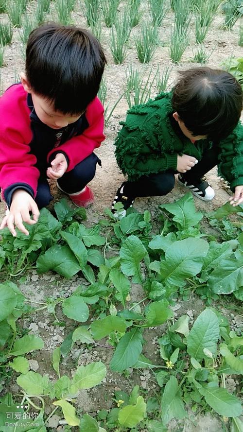 草药学