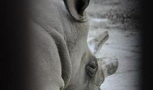 一头白犀牛的自述