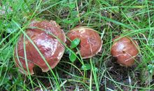 小蜗牛红红历险记