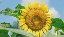 笙声伴舞，书似花海