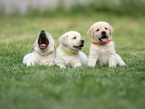 拉布拉多犬
