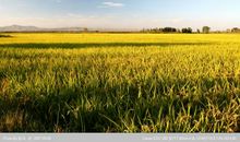 冬日傍晚的田野