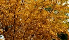 大自然的金子——银杏