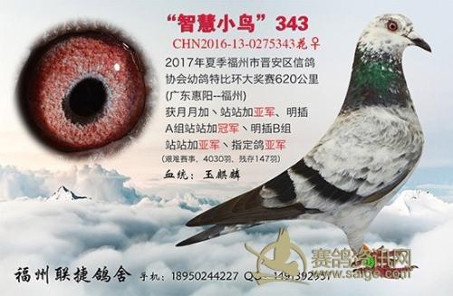 聪明的鸟