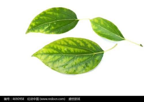 我和叶子