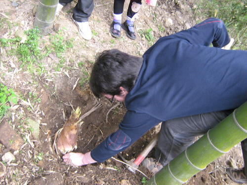 在国庆节白水流中挖笋