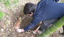 国庆白水涧挖笋