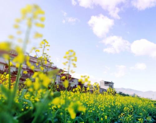 四春花
