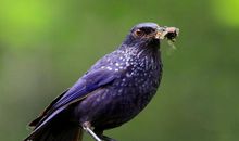 我想我应该是一只鸟