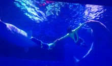 游哈尔滨极地馆