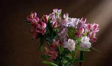 飘丹无情亦有情