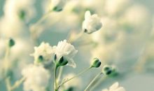 回忆着那一缕清香