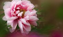 国色天香是牡丹