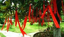 我是一棵许愿树