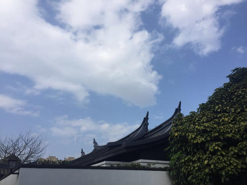 生命隐藏在树枝和树叶中